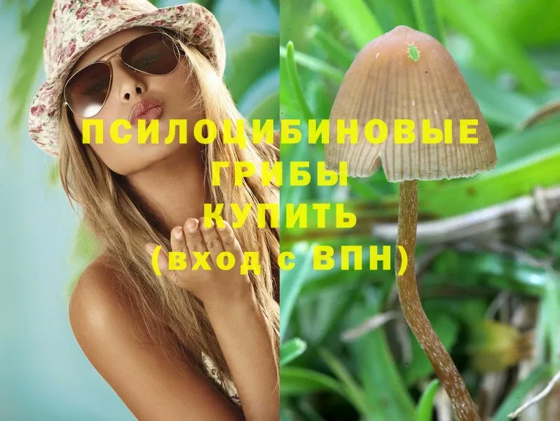 Псилоцибиновые грибы Psilocybe  Богучар 